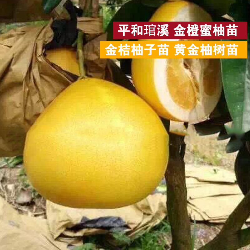 平缓琯溪 金橙蜜柚苗 金桔蜜柚苗黄金柚树苗