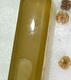 黄金油   核桃油