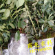直销商龙特征生果九月黄金蕉九月黄种苗