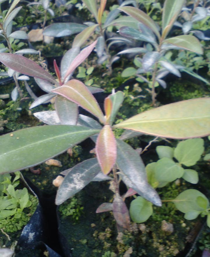 直销黄金熊猫小苗