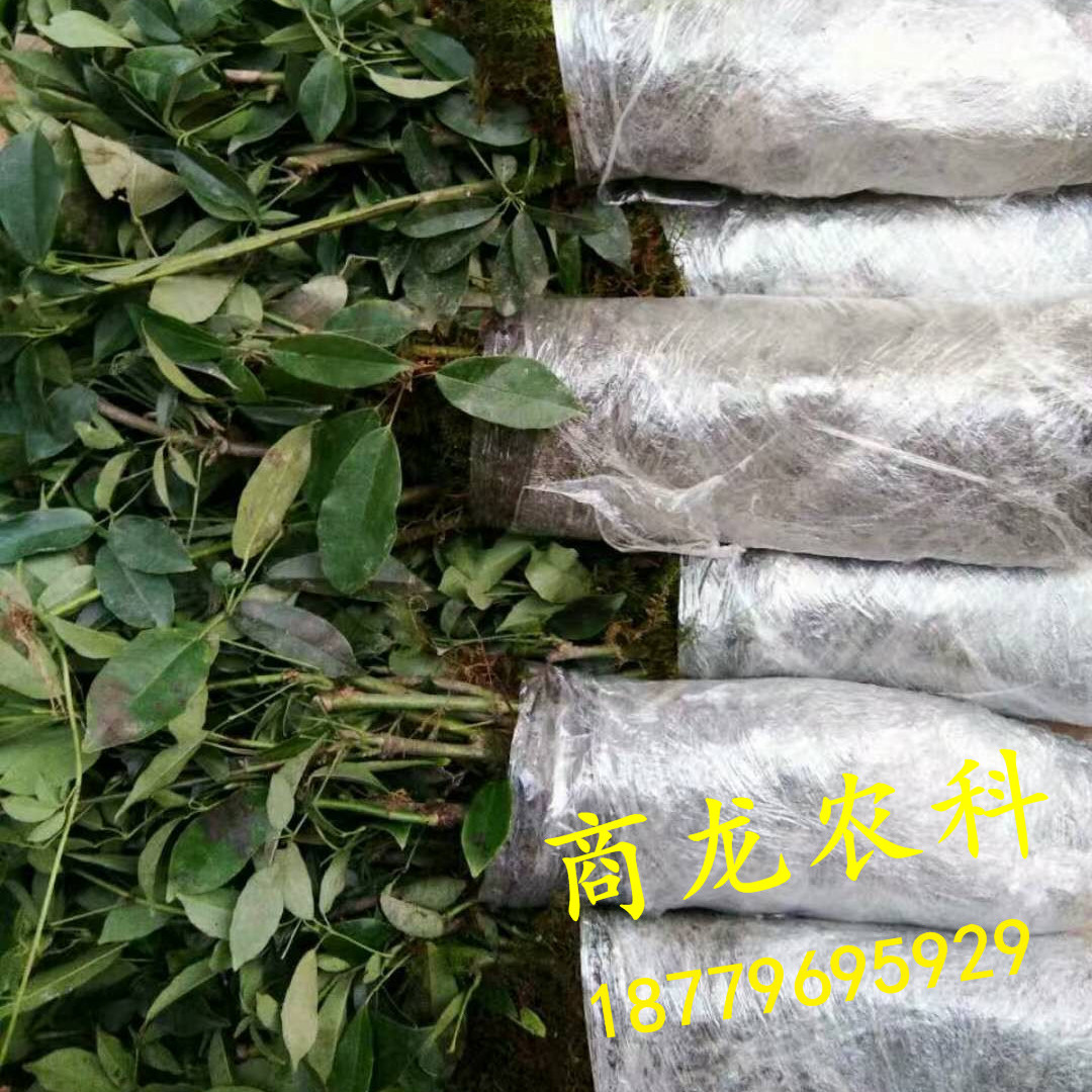 直销商龙特征生果九月黄金蕉九月黄种苗
