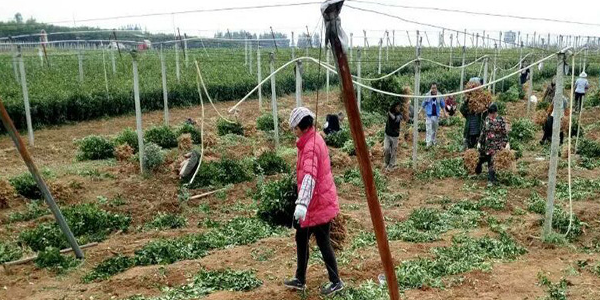 铜仁很多黄金柑苗批发_铜仁有黄金柑苗买_铜仁黄金柑苗