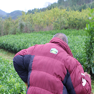 铜仁很多黄金柑苗批发_铜仁有黄金柑苗买_铜仁黄金柑苗